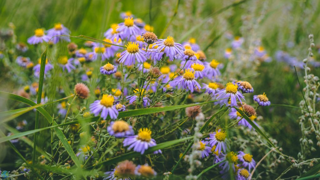 Recensione Sony a6300