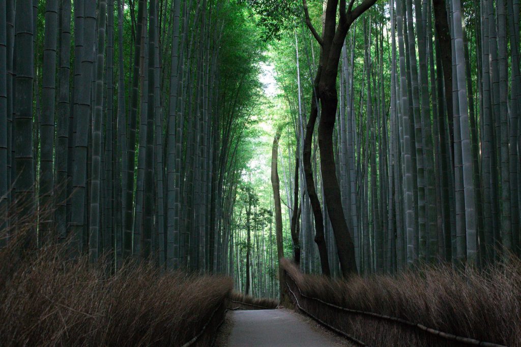 bamboo forest kyoto