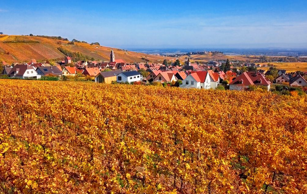 Alsace Region France Foliage